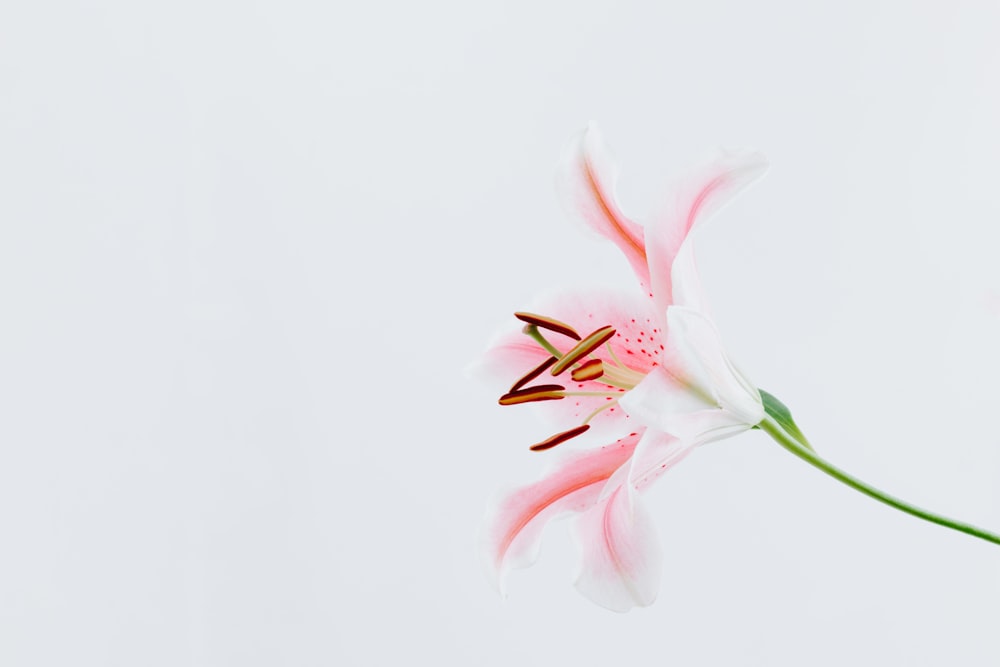 white and pink petal flower