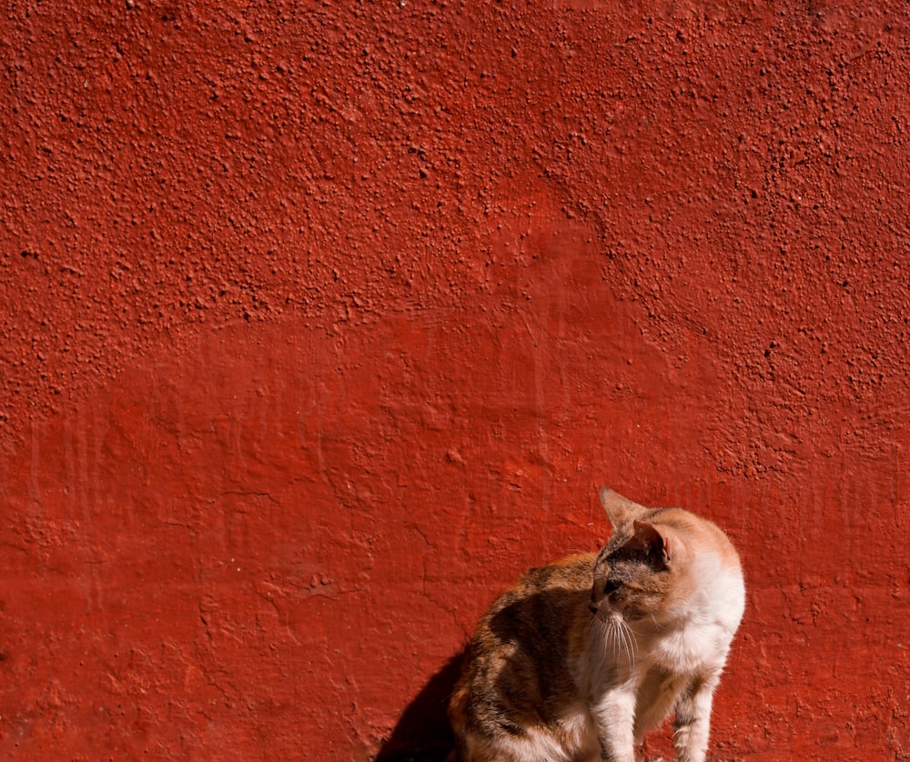 orange getigerte Katze in der Nähe der roten Wand