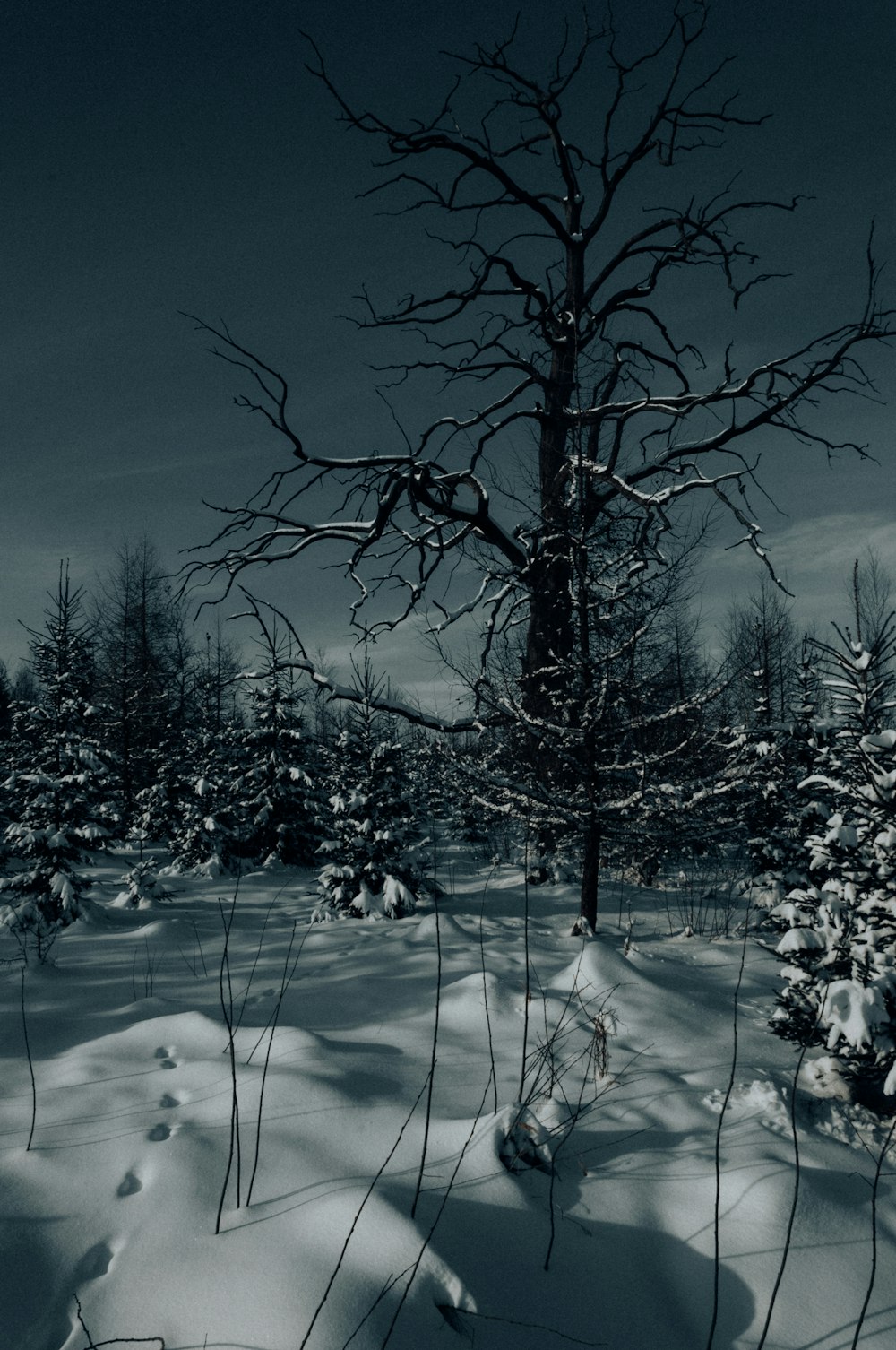 árvores e campo de neve
