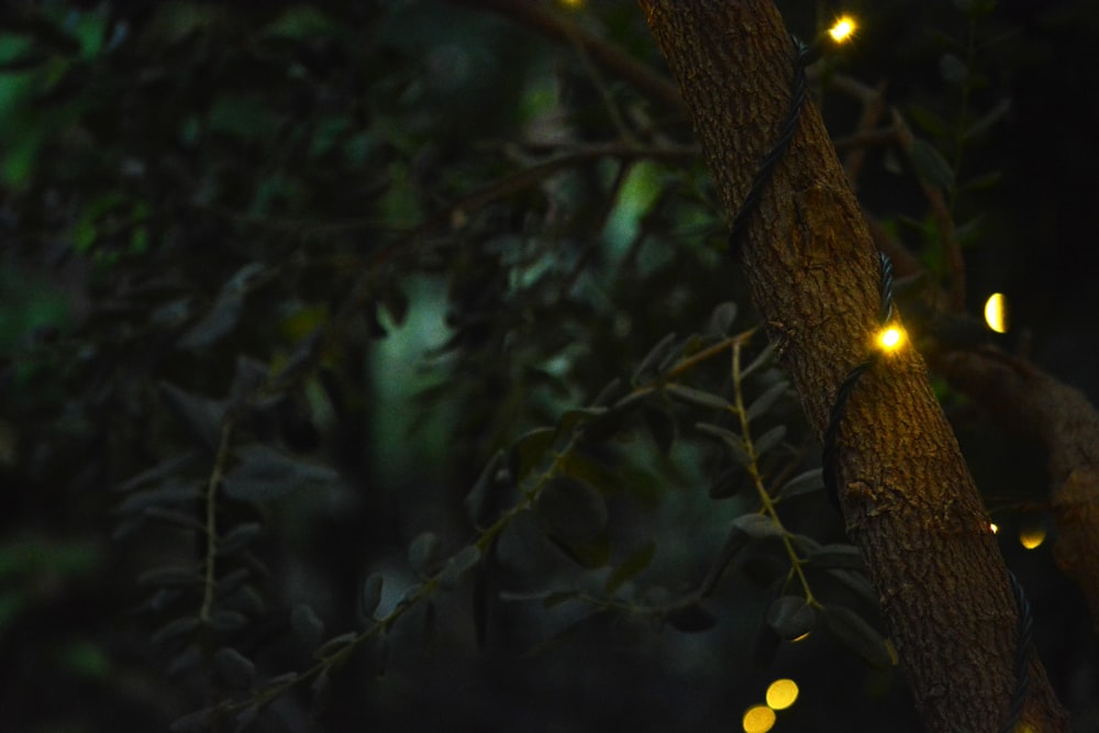 branche d’arbre brune avec des fruits ronds jaunes