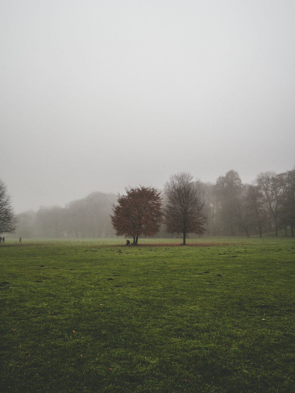 trees and grass field