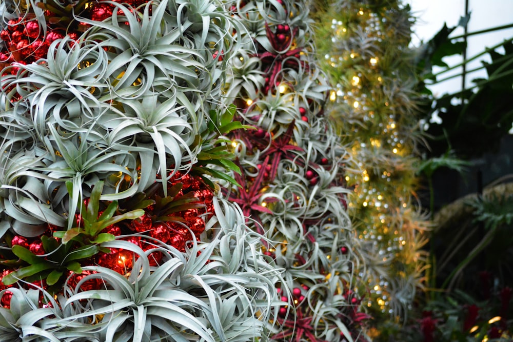 green and red plant during daytime