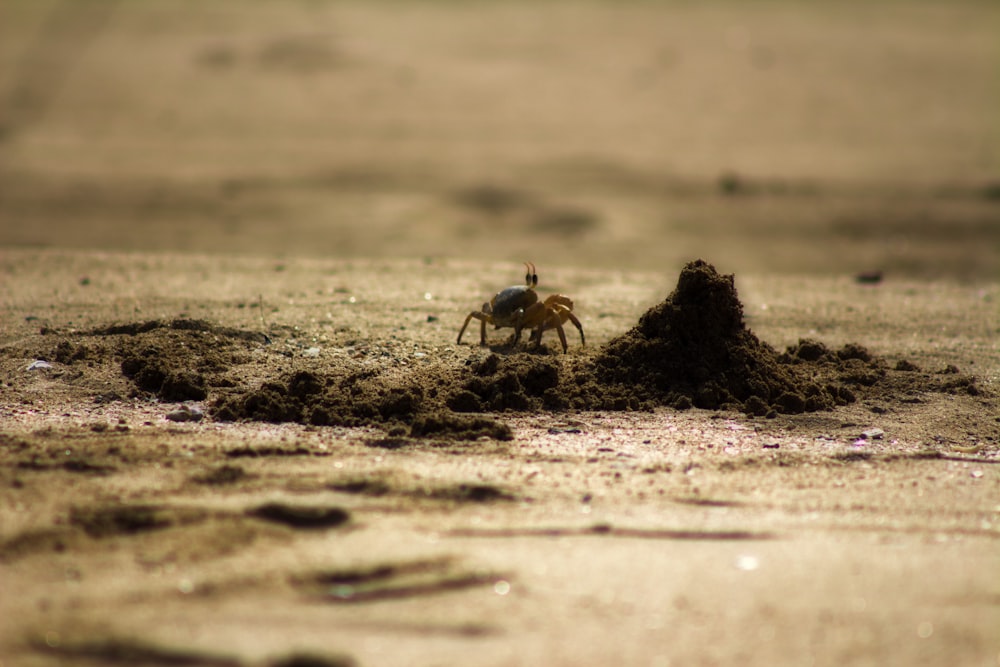 crablet near black sand