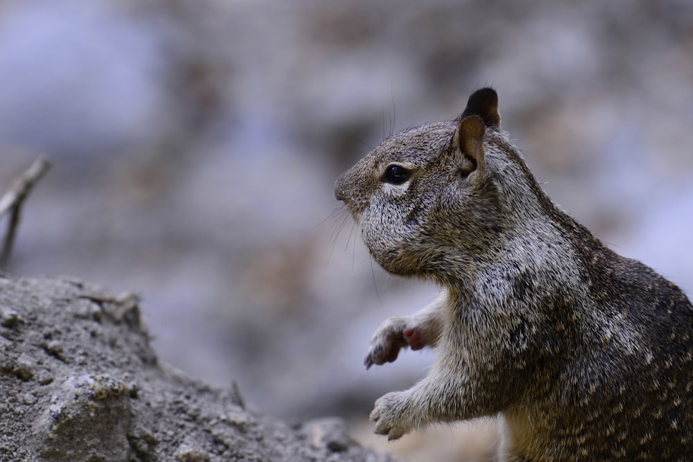 selective focus photography of gray and black squirrel