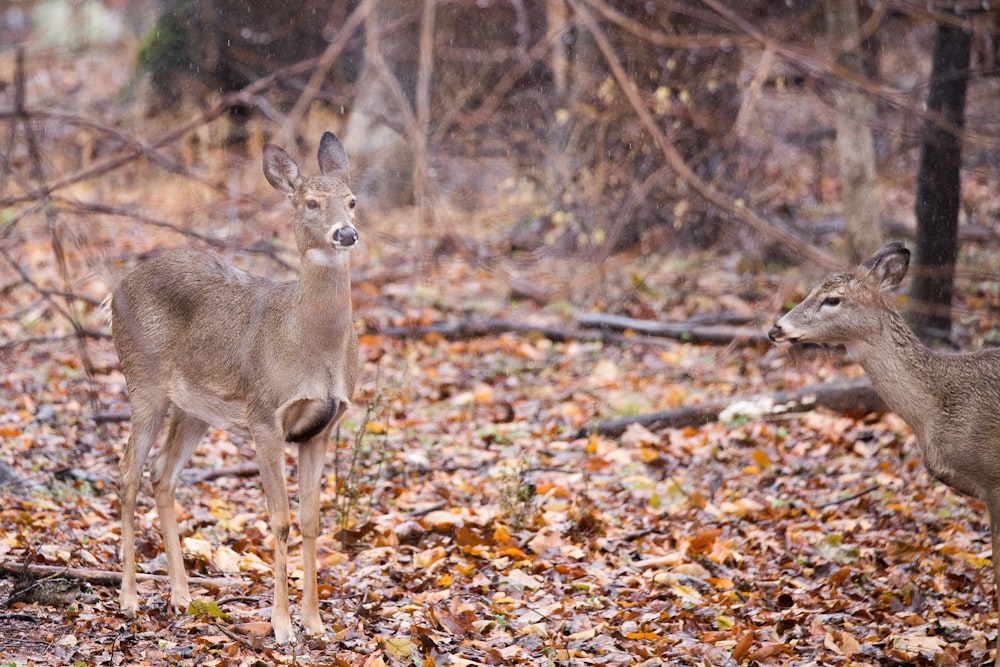 brown deer in forest