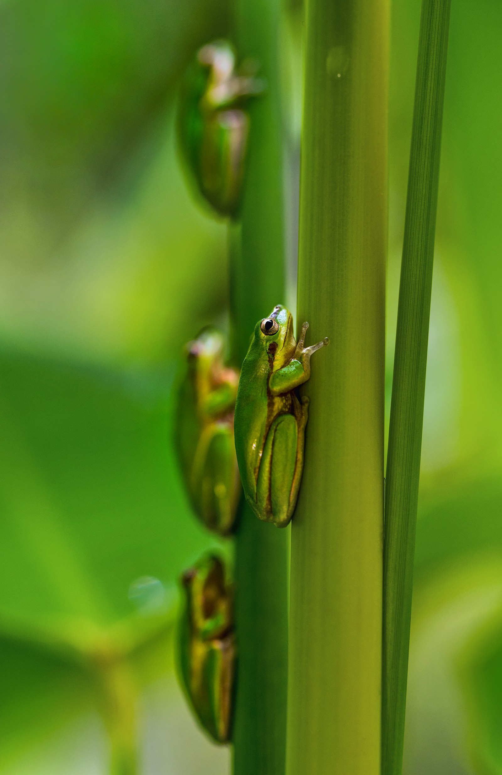 Tamron SP 90mm F2.8 Di VC USD 1:1 Macro (F004) sample photo. Four green frogs photography