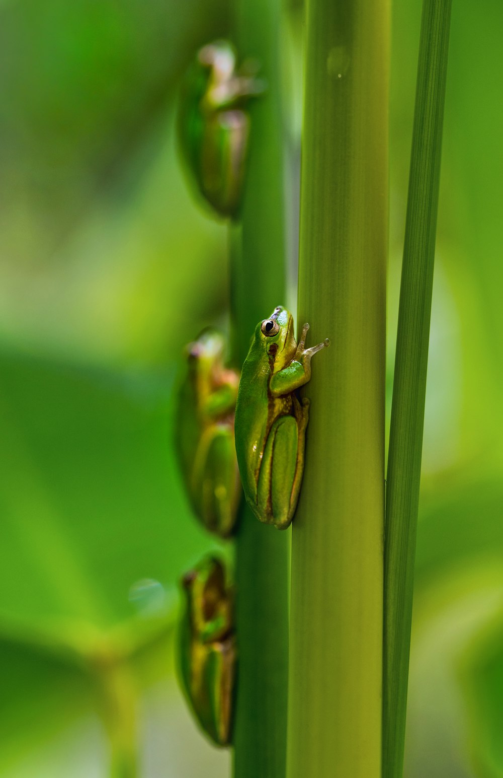 four green frogs