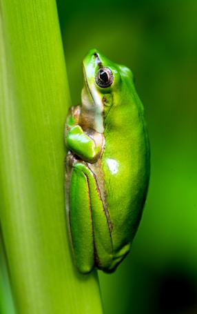 A small vibrant green tree frog clings to a vertical green stalk, blending seamlessly with its natural surroundings. The focus is on the frog's glossy skin and delicate limbs, which are wrapped around the plant. The background is softly blurred in various shades of green, emphasizing the frog's vivid coloration and creating a sense of depth.