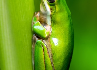 macro photo of green frog
