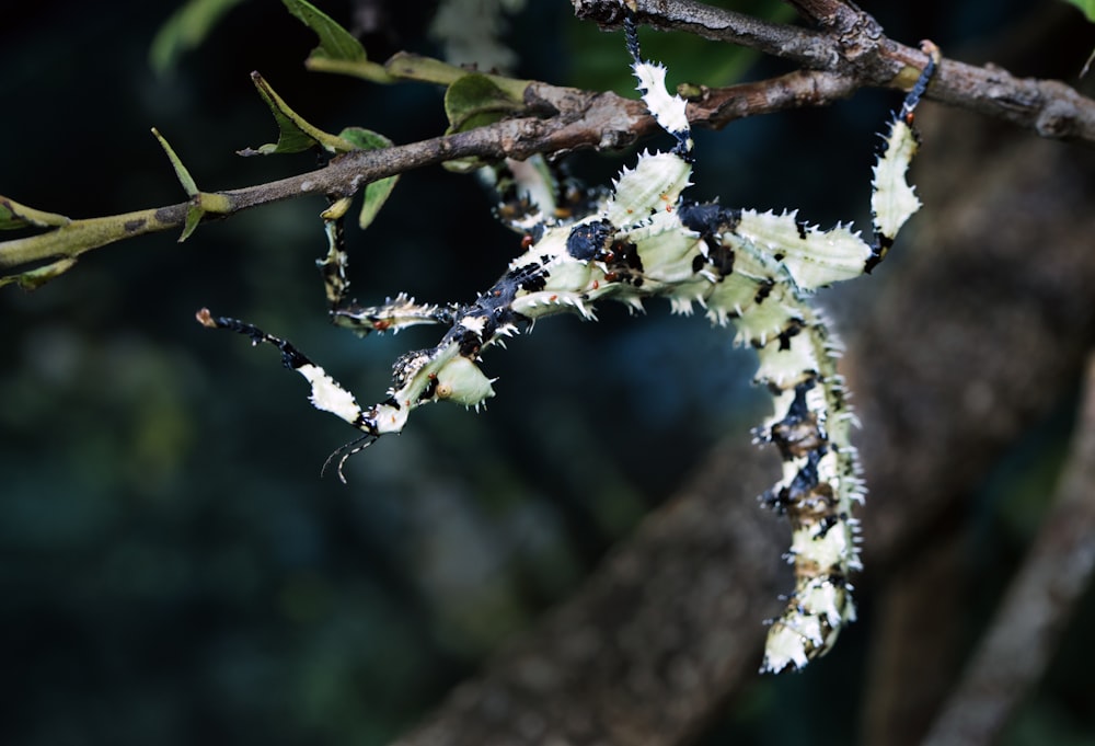 shallow focus photography of white and black insect