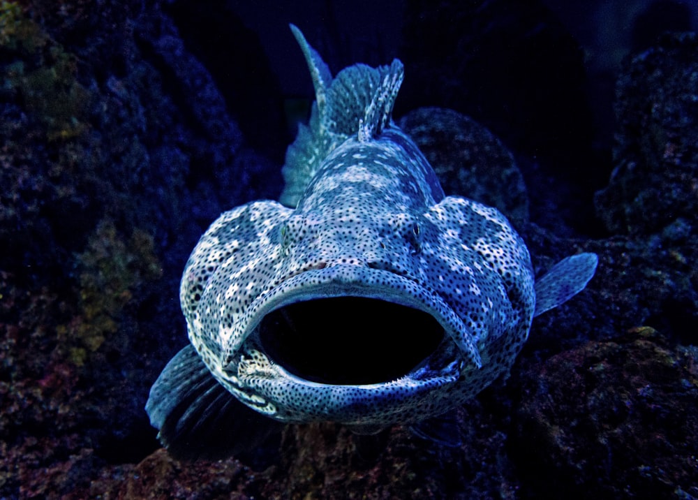 fotografia em close-up de peixes azuis