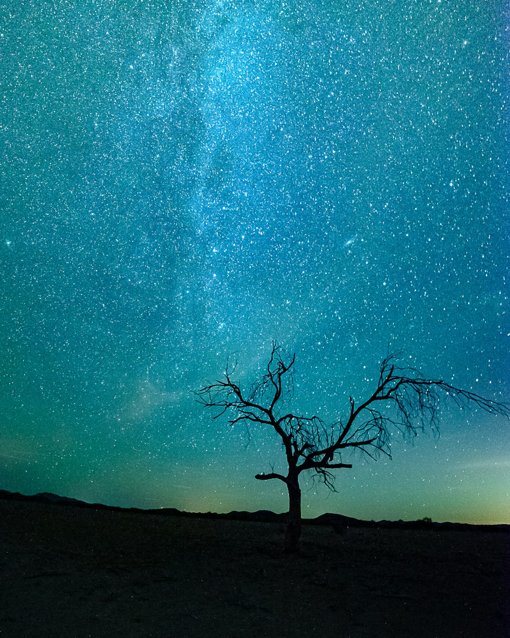 albero spoglio sotto la notte stellata