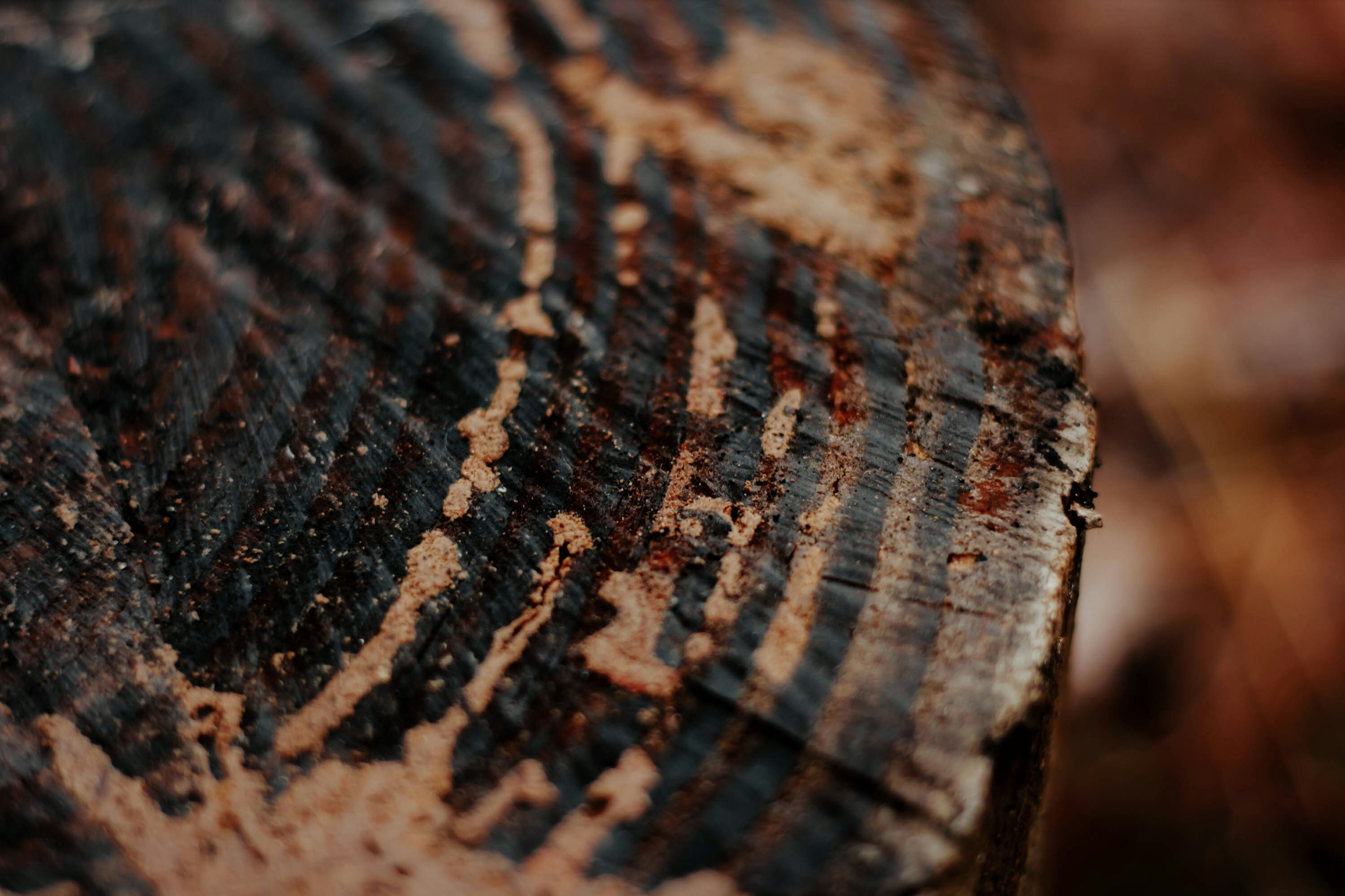 Photo by rachelcoyne