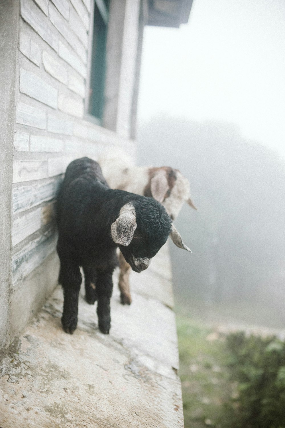 two white, brown, and black goat kids during daytime