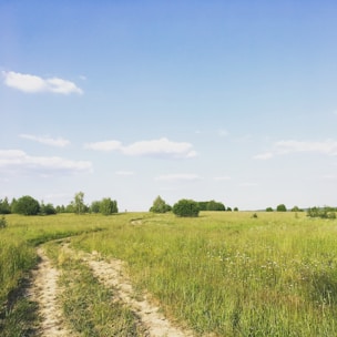 Green open land plot with clear sky and surrounding nature.