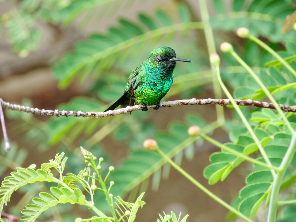 green bird perch on tree wig during daytine