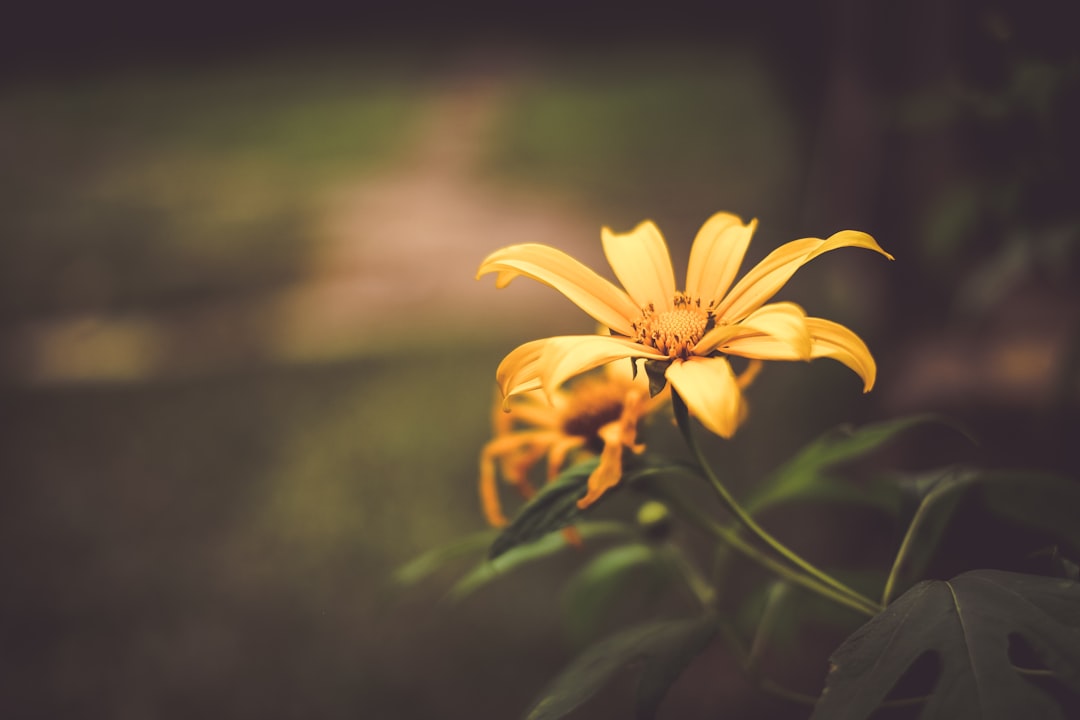 focus photography of yellow-petaled flower