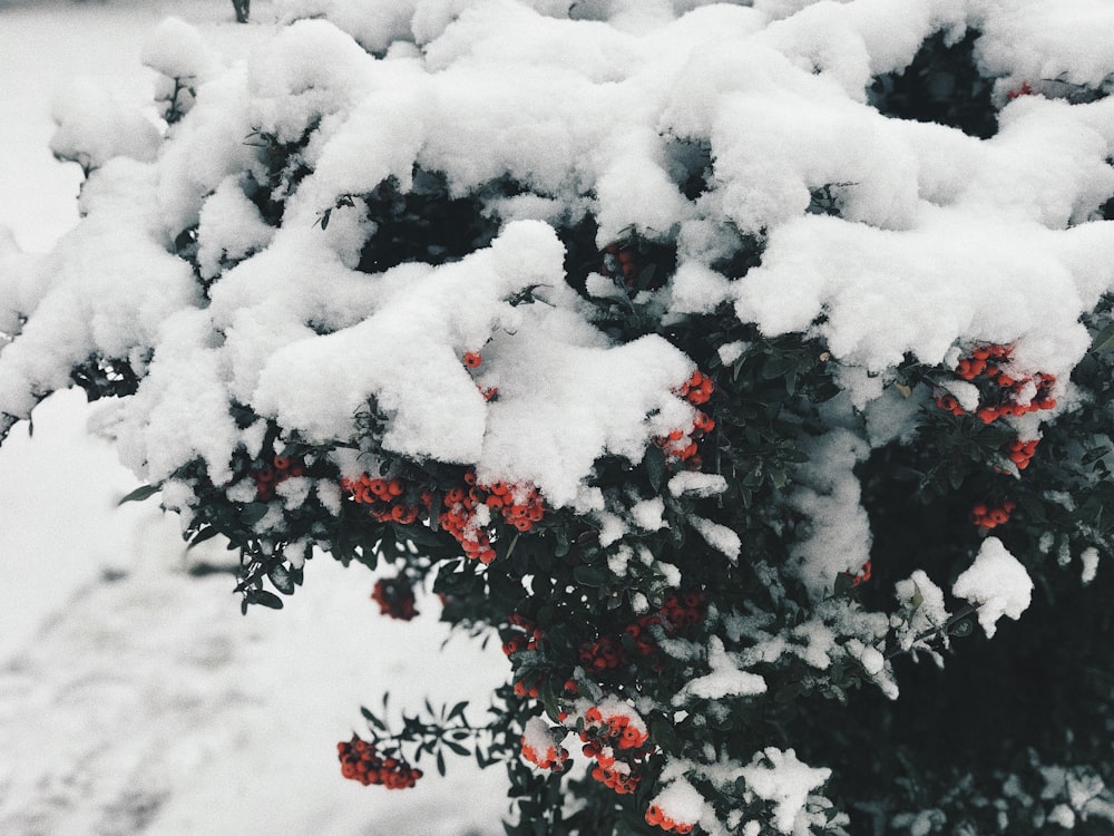 昼間は雪に覆われた緑の葉の植物