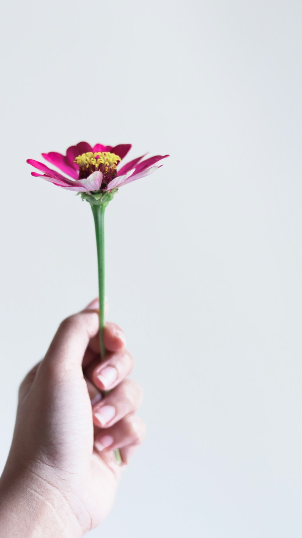 person holding pink flower