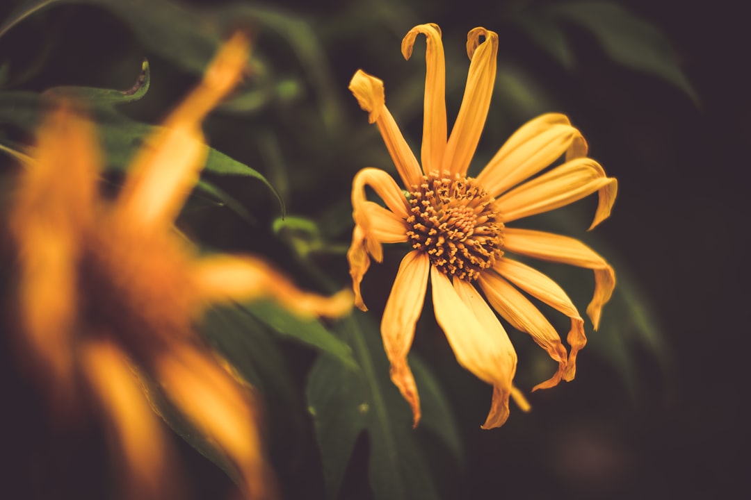 orange petaled flower in selective focus photography