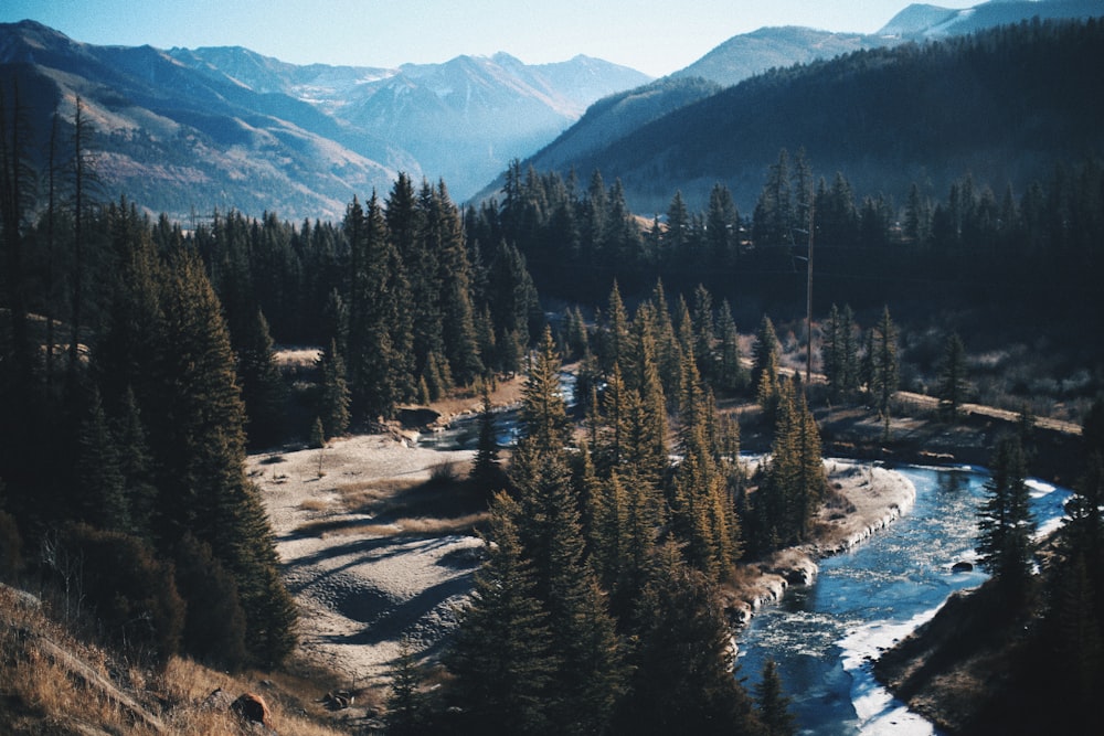 pine trees near river with mountain range during daytime