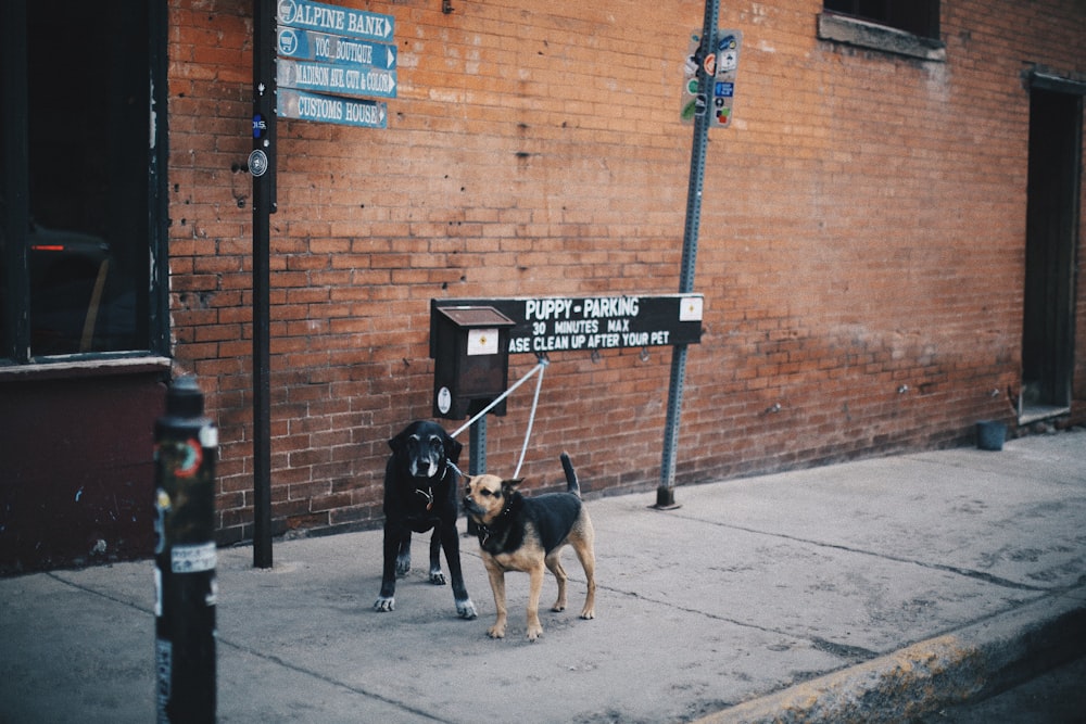 two dogs near mailbox