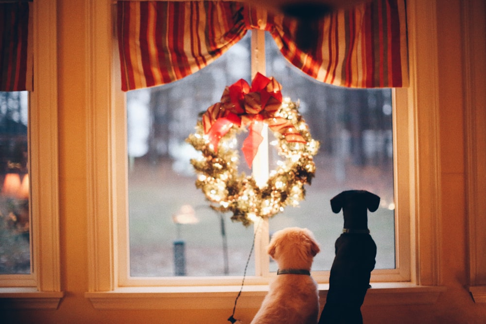 two dogs standing in front of window
