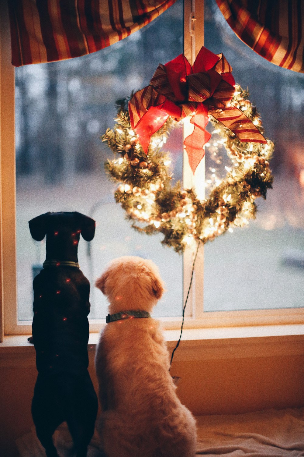 two black and white dogs near lighted wreath