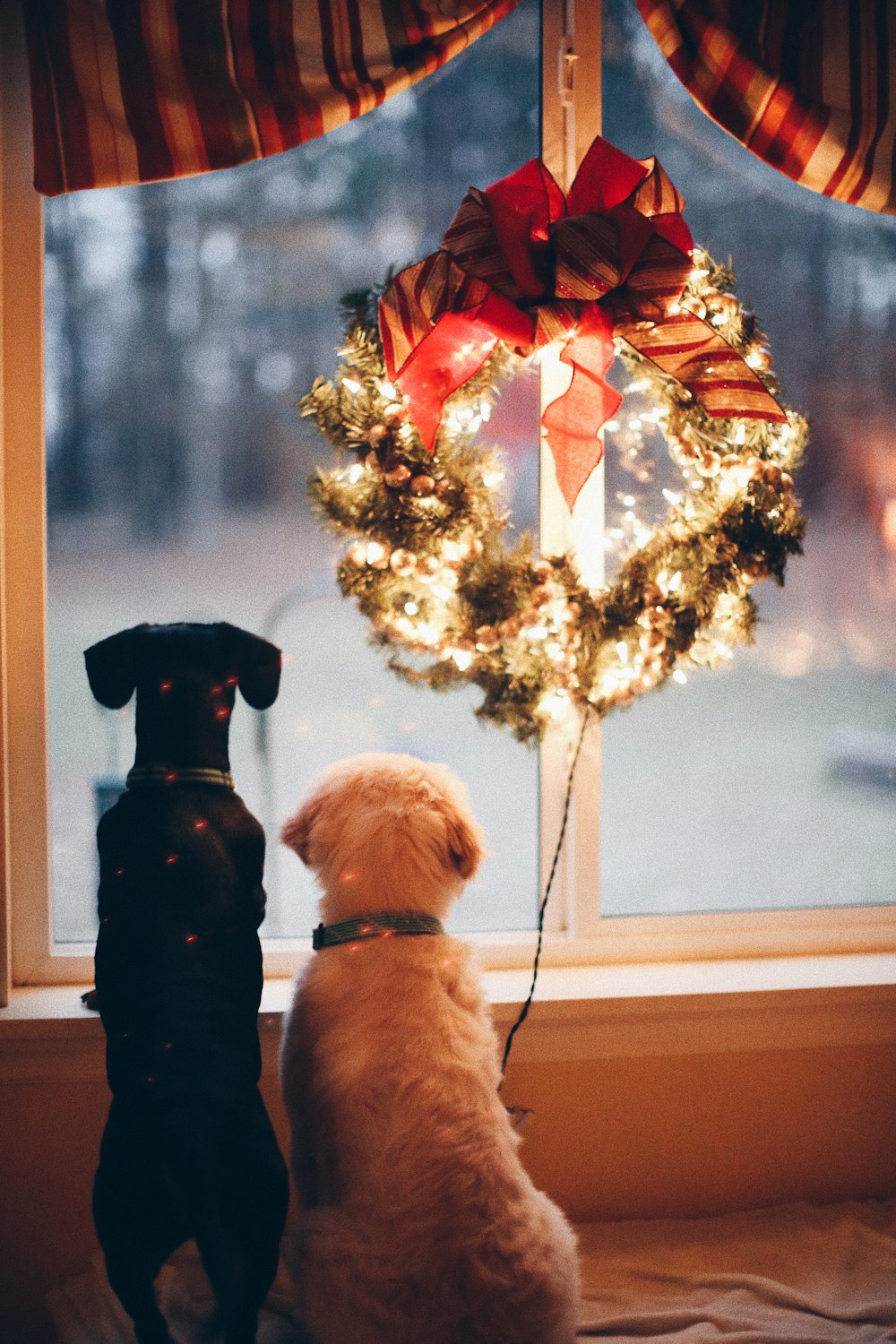 明かりのついた花輪の近くにいる2匹の黒と白の犬