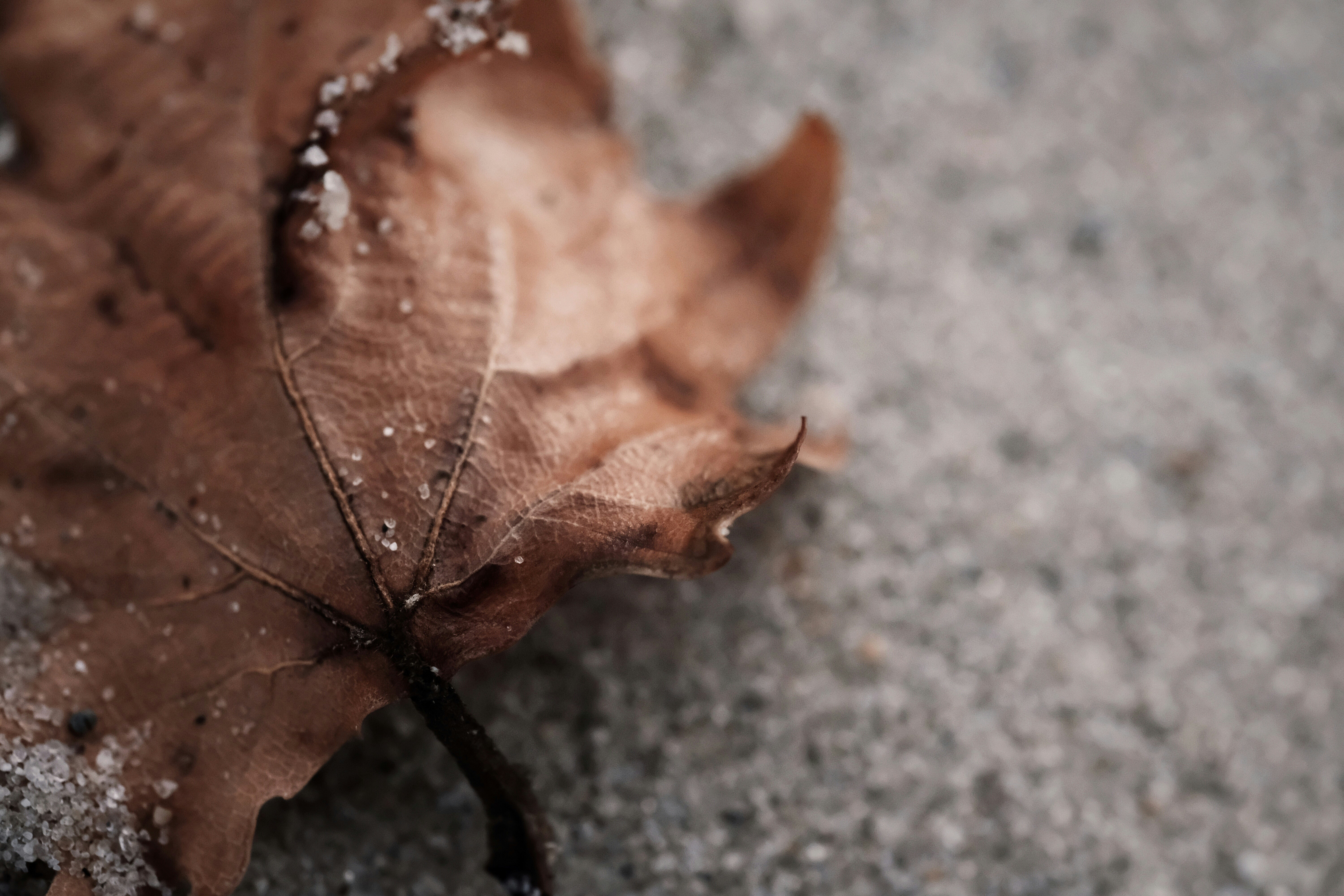 Песчаный лист. Листок на песке. Песок и листья. Осенние листья на песке. Yellow gingko leaf free.