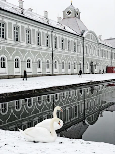two white swans across body of water