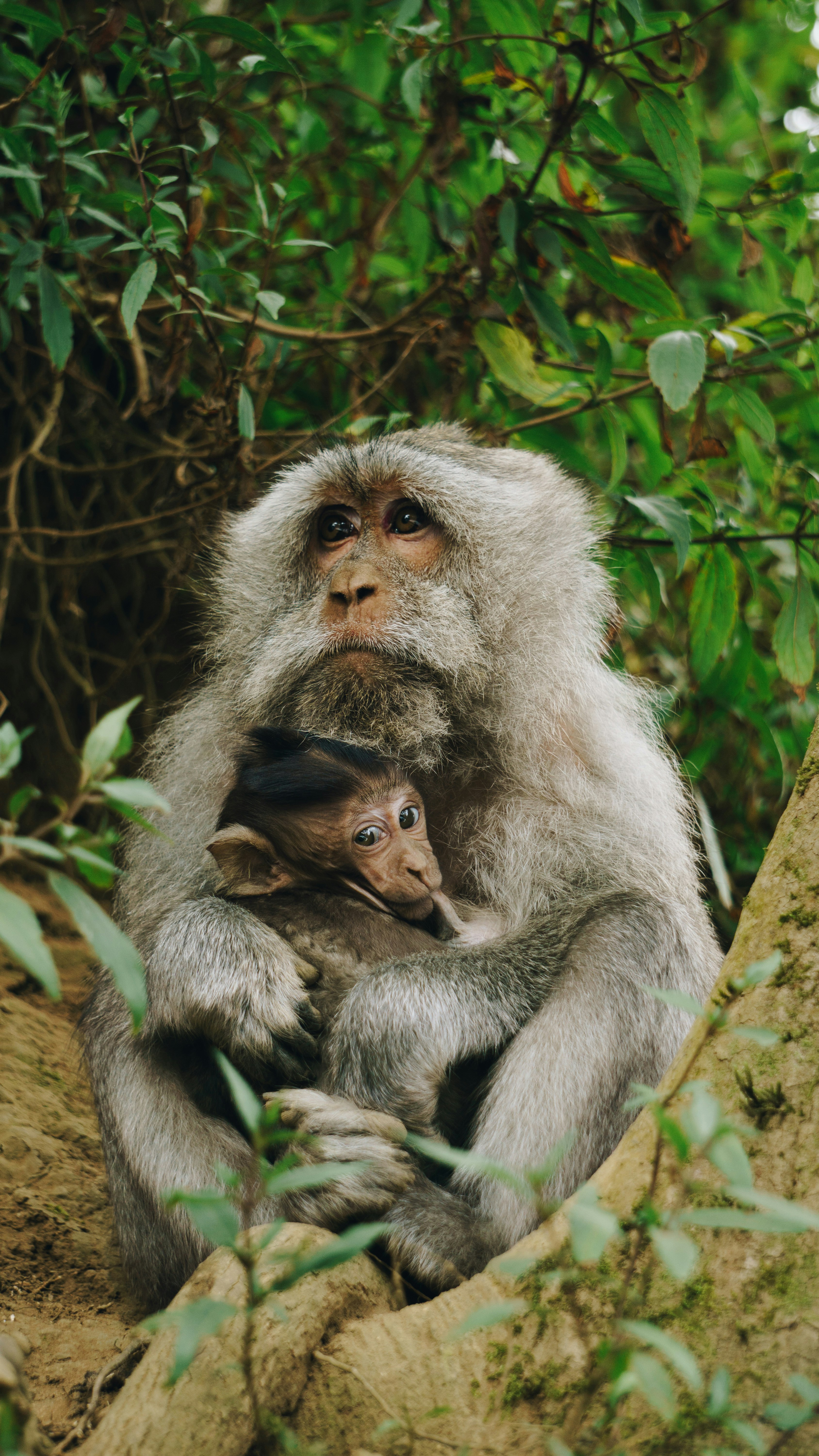 gray monkey carrying baby monkey at daytime