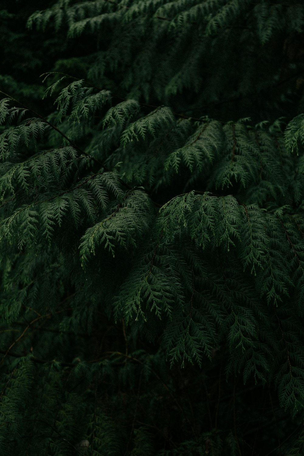 arbre à feuilles vertes