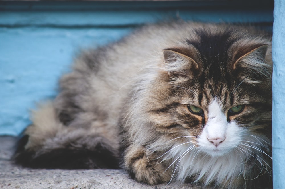 close-up photography of long-fur brown cat