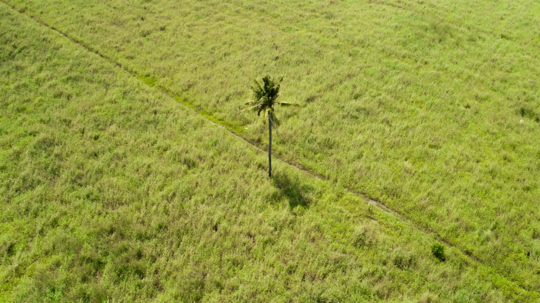 green coconut tree