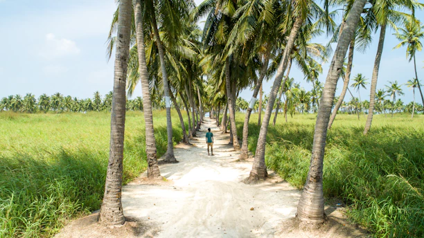 road with rows of coconut trees on the sides