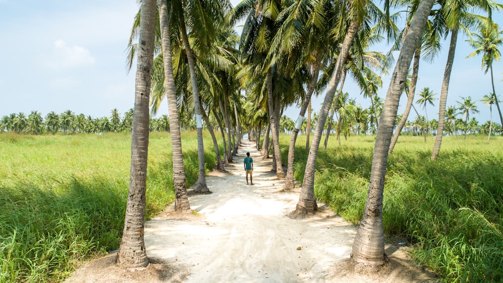 estrada com fileiras de coqueiros nas laterais