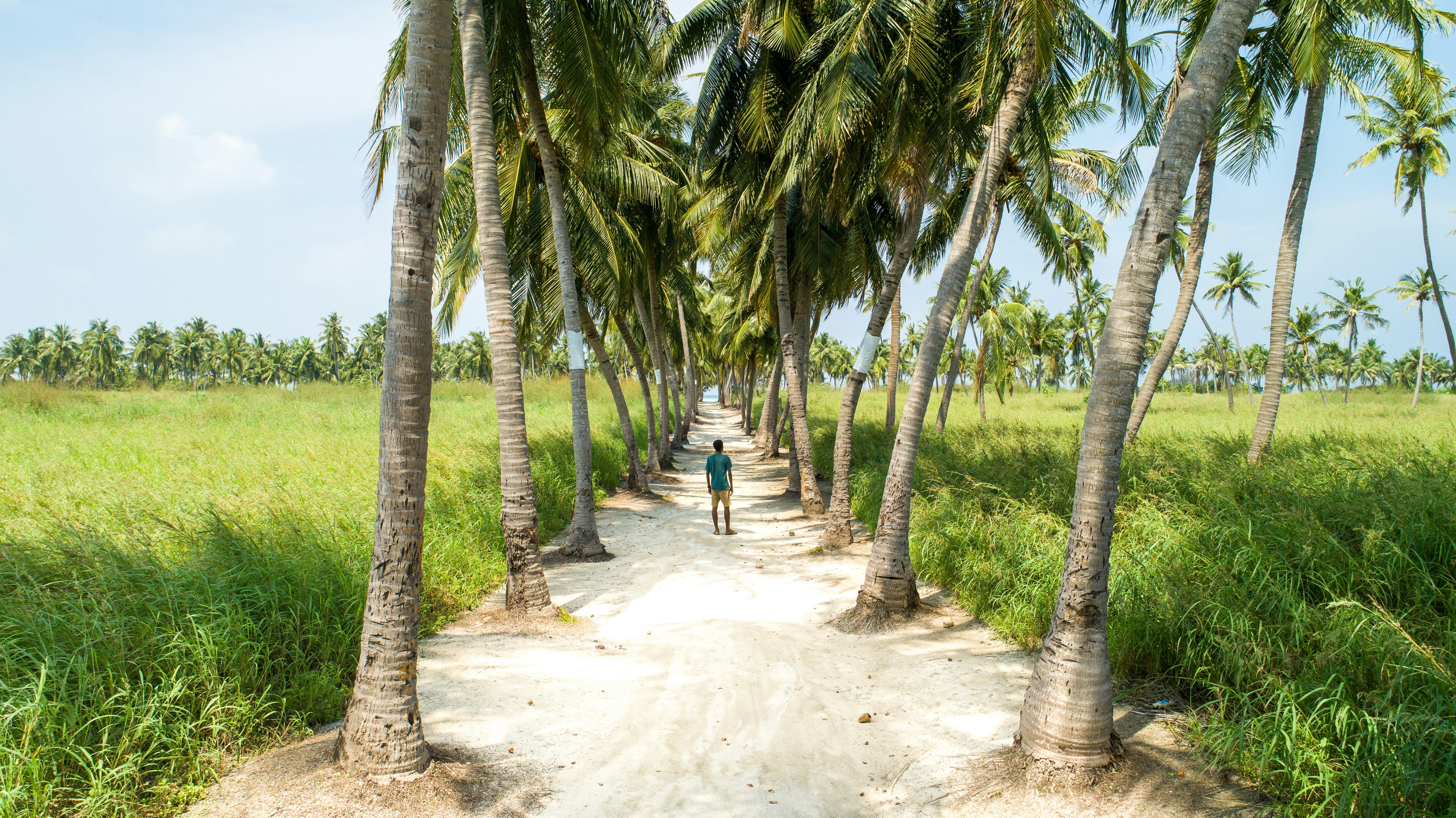 road with rows of coconut trees on the sides