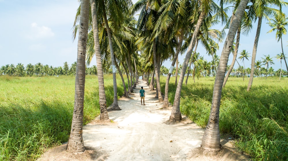 road with rows of coconut trees on the sides