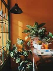 A bright indoor corner filled with lush green plants and natural light