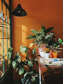 A warmly lit interior corner features a collection of lush potted plants arranged on a wooden surface beside a large window. The orange walls contrast with the green foliage, creating a vibrant atmosphere. Sunlight streams in, casting shadows on the wall, and a black pendant lamp hangs from the ceiling.