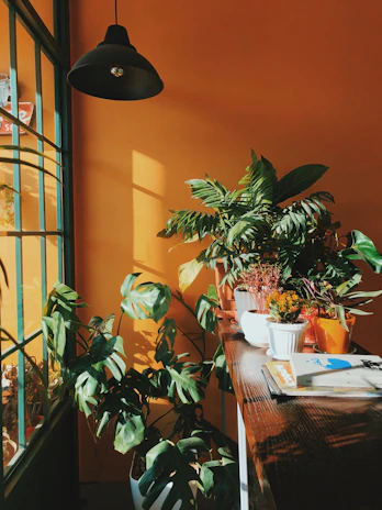 A sunlit corner of a chic indoor garden with lush green plants in elegant black and rose gold pots.