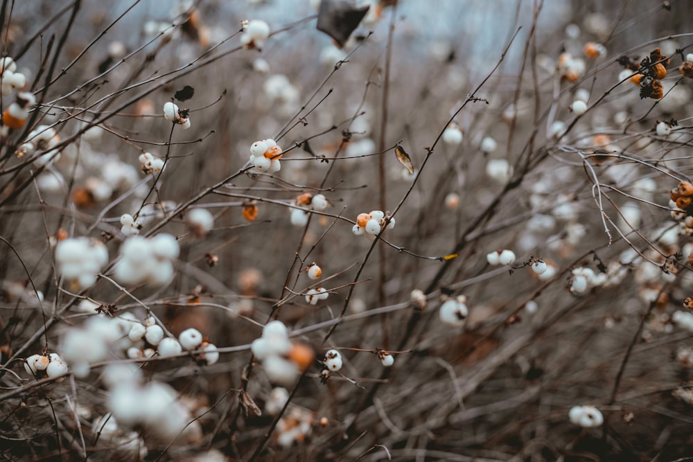 white flowers blooming on brown bushes