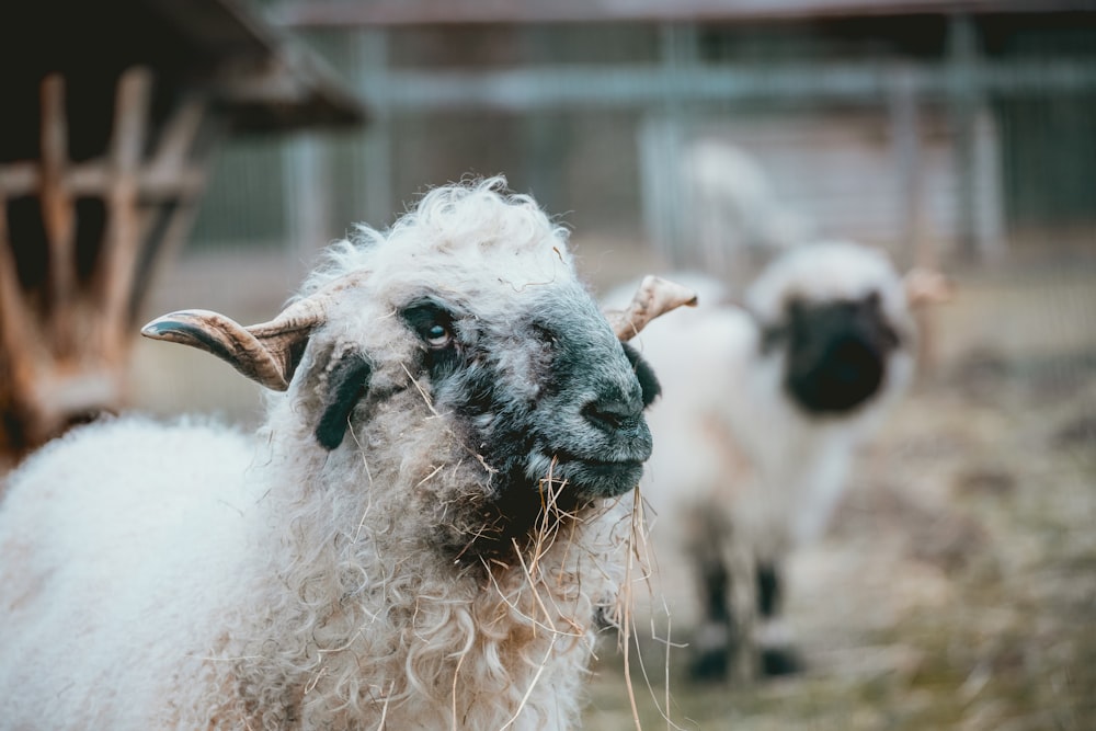 selective focus photography of sheep eating grass