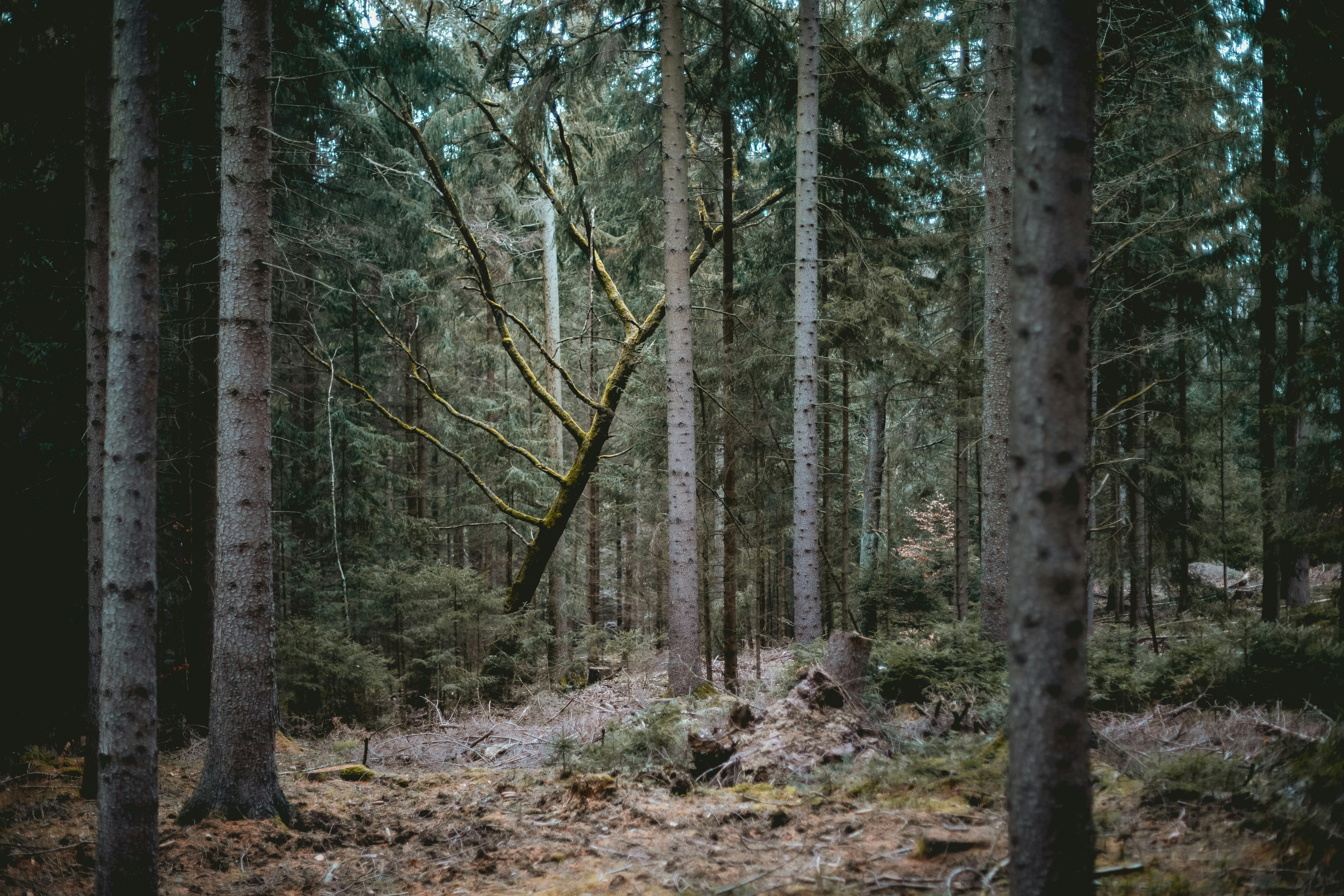 Photo by niklas_hamann