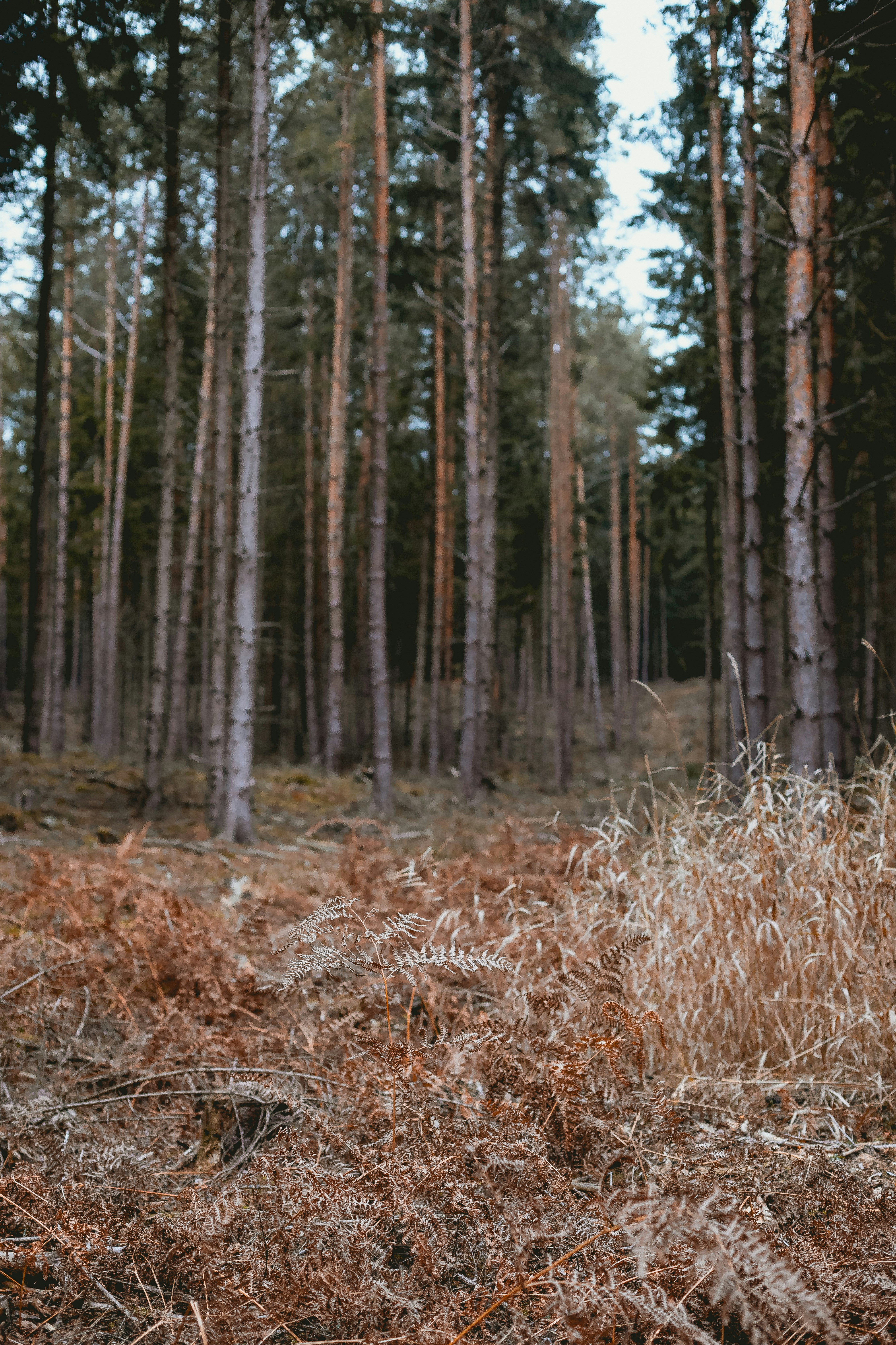 Photo by niklas_hamann