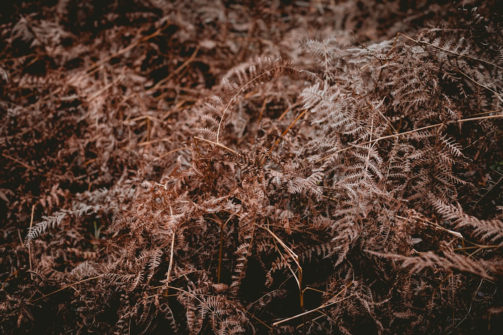 Dry plants. Сухие растения. Плоские сухие растения. Сухая трава и почва. Dry Plant.