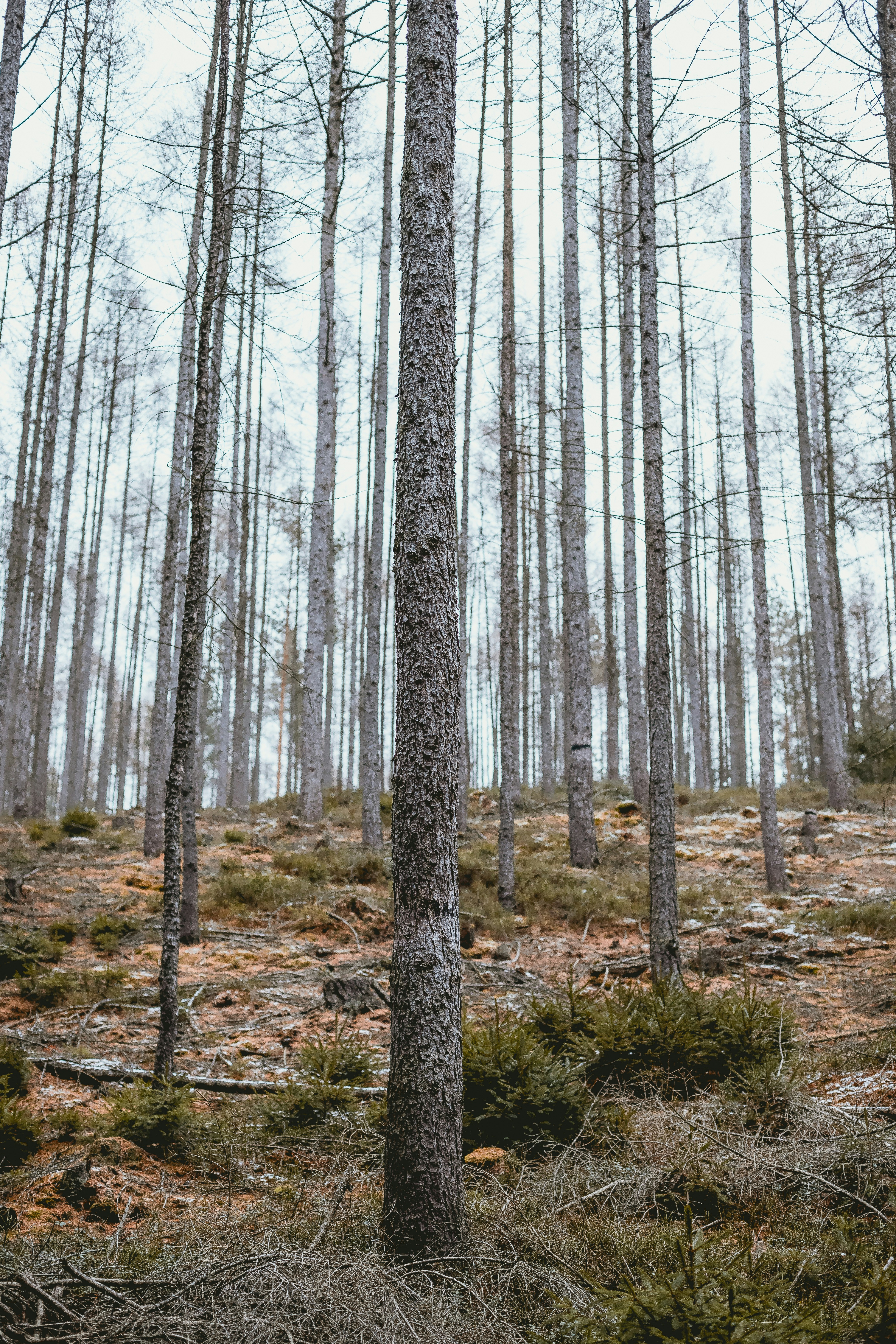 Photo by niklas_hamann