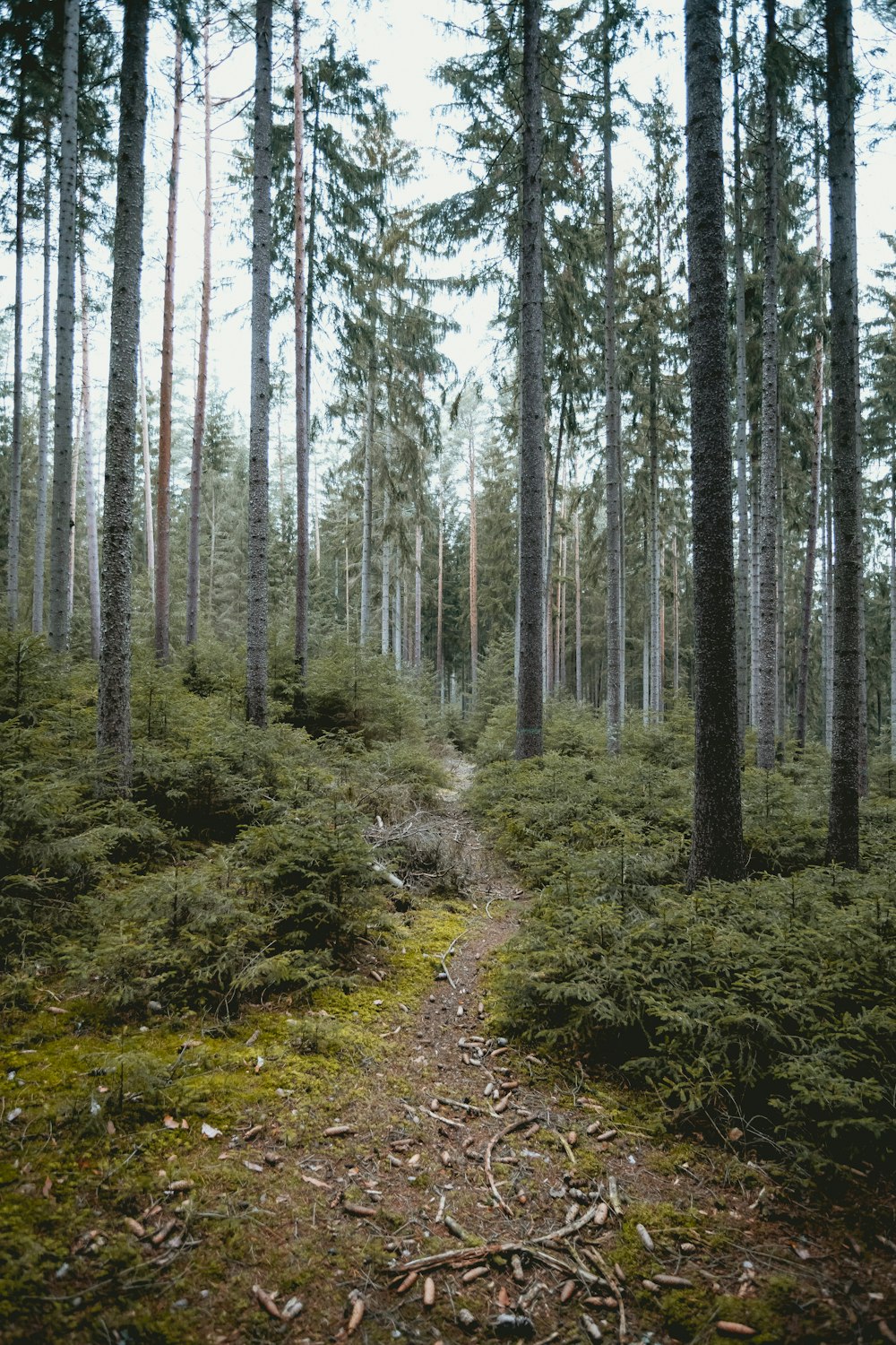 road trail between trees