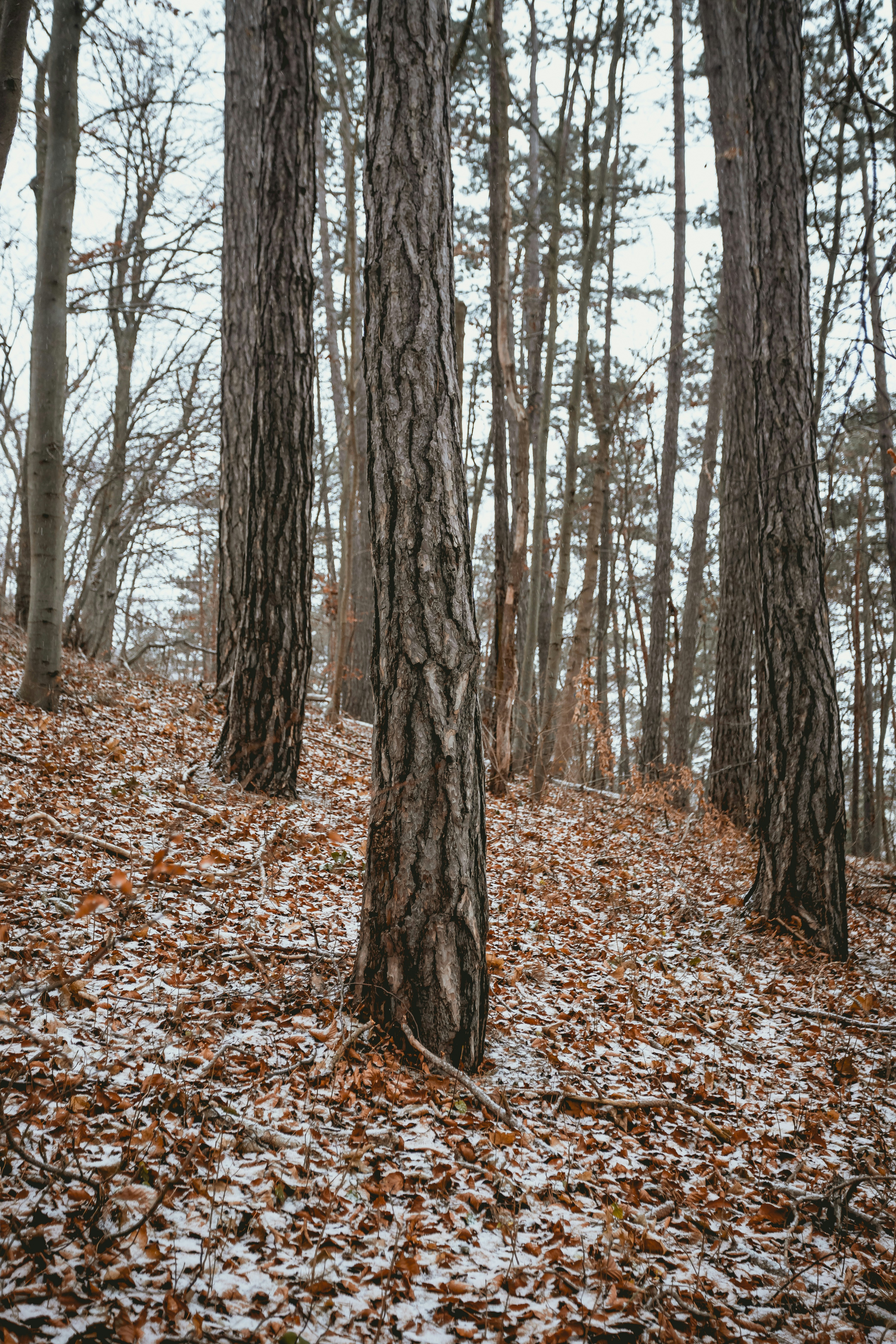 Photo by niklas_hamann